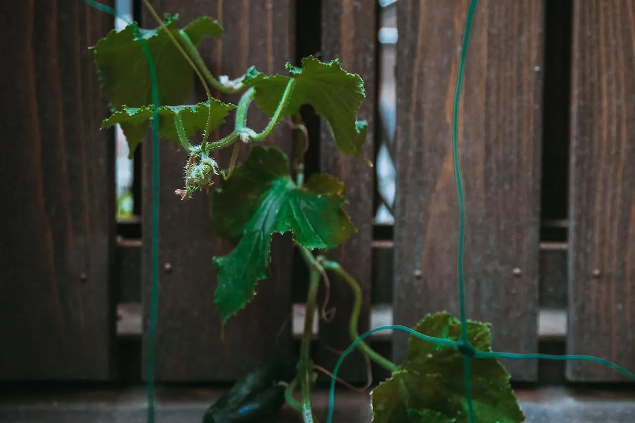 Holiday home Kumo Machiya Villa Leaves Kyoto
